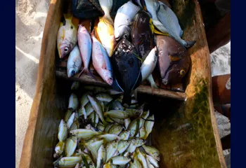 Fischernetze
